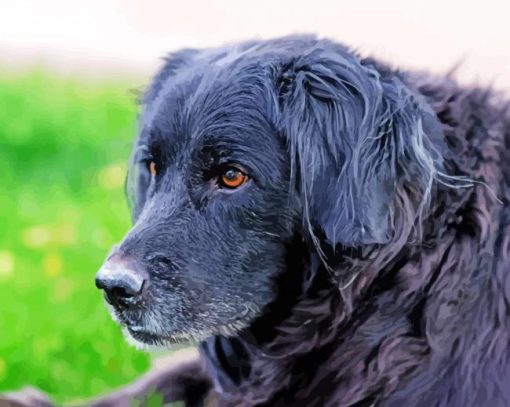 Close Up Black Golden Retriever Paint By Numbers