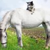 Grey Horse With Mini Aussie Paint By Numbers