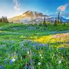 Meadow With Flowers And Snowy Mountain Paint By Numbers