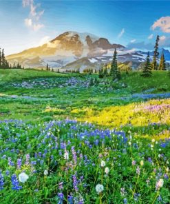 Meadow With Flowers And Snowy Mountain Paint By Numbers