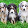 Mini Aussie Puppies Dogs Paint By Numbers