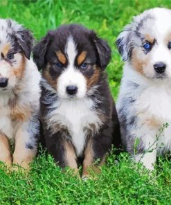 Mini Aussie Puppies Dogs Paint By Numbers