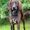 Plott Hound Dog Paint By Numbers