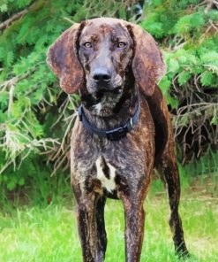 Plott Hound Dog Paint By Numbers