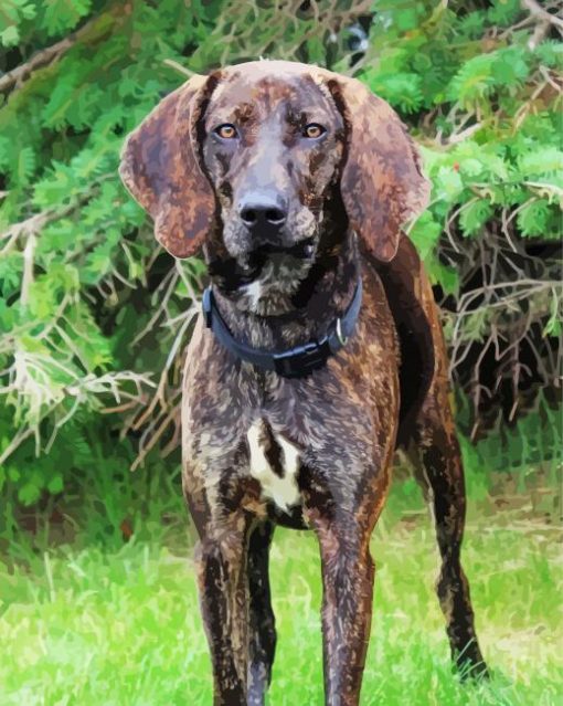 Plott Hound Dog Paint By Numbers