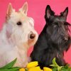 Black And White Scottish Terrier Dogs Paint By Numbers