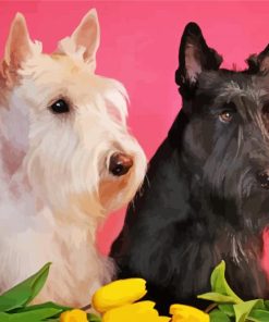 Black And White Scottish Terrier Dogs Paint By Numbers