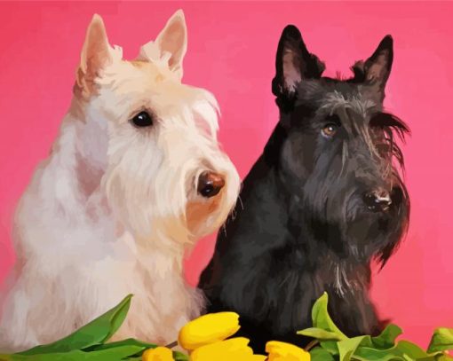 Black And White Scottish Terrier Dogs Paint By Numbers