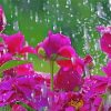 Purple Flowers In Rain Paint By Number