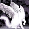 White Winged Cat Paint By Numbers