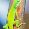 Anole Lizard Back View Painting By Numbers