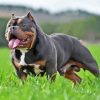 Black And Brown American Bully Painting By Numbers