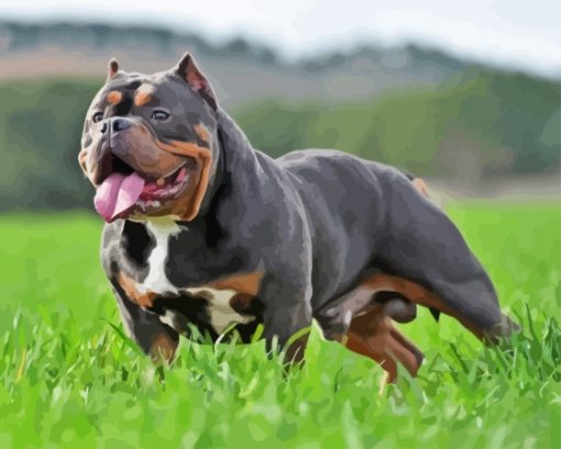 Black And Brown American Bully Painting By Numbers