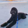 Black Goldendoodle At The Beach Painting By Numbers