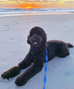 Black Goldendoodle At The Beach Painting By Numbers