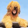 Briard Puppy Dog Painting By Numbers