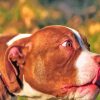 Close Up American Bully Side View Painting By Numbers