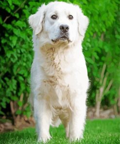 Cream Retriever Dog Painting By Numbers