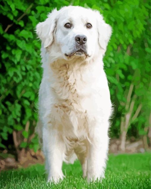 Cream Retriever Dog Painting By Numbers