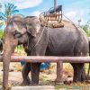 Elephants In Thailand Painting By Numbers