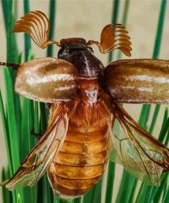 Flying Brown Scarab Painting By Numbers