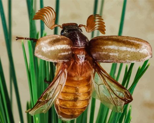 Flying Brown Scarab Painting By Numbers