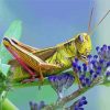 Grasshopper On Purple Plant Painting By Numbers