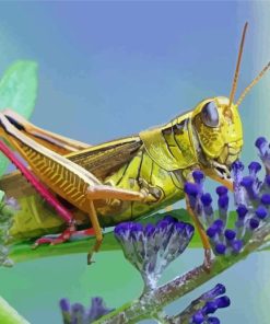 Grasshopper On Purple Plant Painting By Numbers