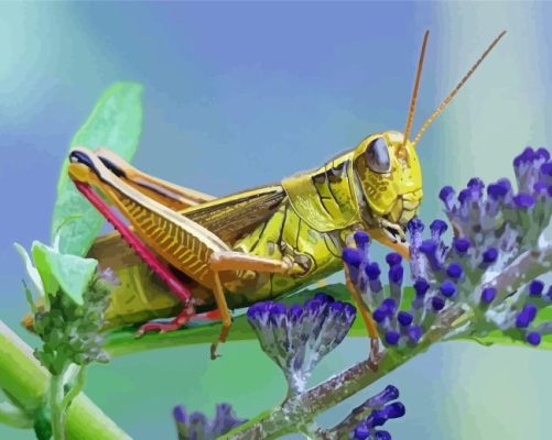 Grasshopper On Purple Plant Painting By Numbers