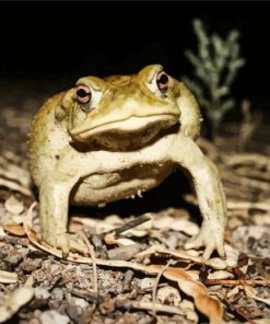 Green Angry Toad Painting By Numbers