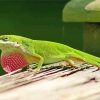 Green Anole Reptile Painting By Numbers