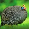 Guinea Fowl Painting By Numbers