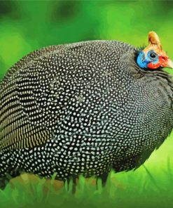 Guinea Fowl Painting By Numbers