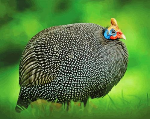 Guinea Fowl Painting By Numbers