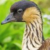 Nene Goose Head Painting By Numbers