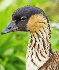 Nene Goose Head Painting By Numbers