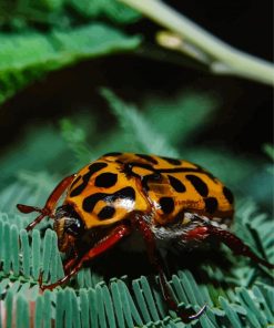 Punctate Flower Chafer Scarab Painting By Numbers