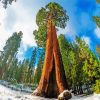 Sequoia National Forest Painting By Numbers