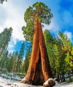 Sequoia National Forest Painting By Numbers