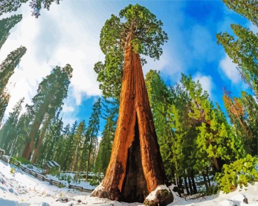 Sequoia National Forest Painting By Numbers