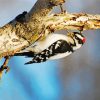 Downy Woodpecker Painting By Numbers