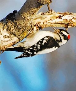 Downy Woodpecker Painting By Numbers