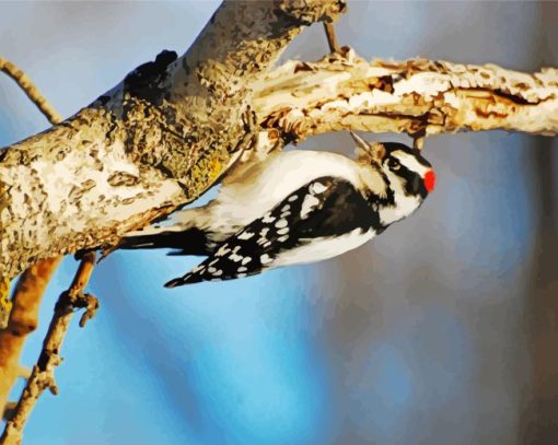 Downy Woodpecker Painting By Numbers