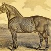 The Percheron Horse Painting By Numbers