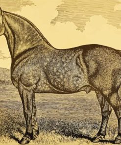 The Percheron Horse Painting By Numbers