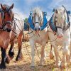 White And Brown Percheron Horses Painting By Numbers