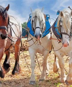 White And Brown Percheron Horses Painting By Numbers