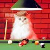 White Cat Snooker Player Painting By Numbers