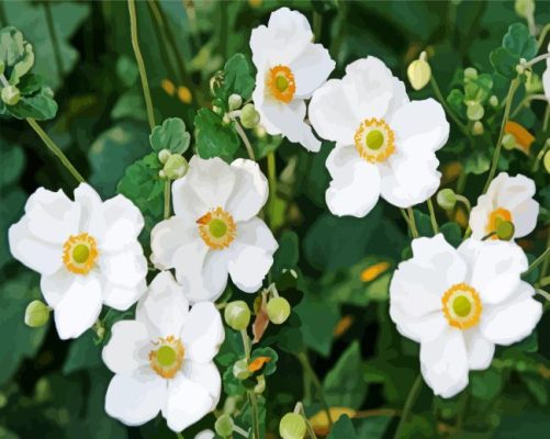 White Anemone Flowers Painting By Numbers