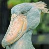 Shoebill Stork Painting By Numbers